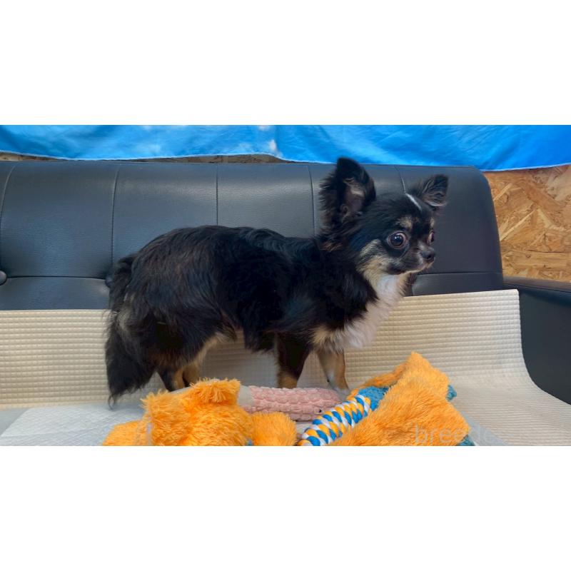 成約済の兵庫県のチワワ(ロングコート)-378076の13枚目